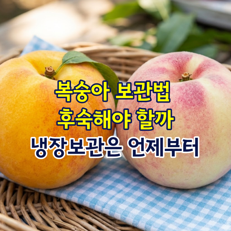 복숭아 보관법 후숙해야 할까, 냉장보관은 언제부터