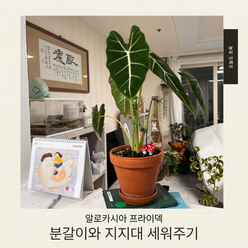 알로카시아 프라이덱 키우기ㅣ 분갈이 시기와 다이소 식물 지지대 수형 잡기