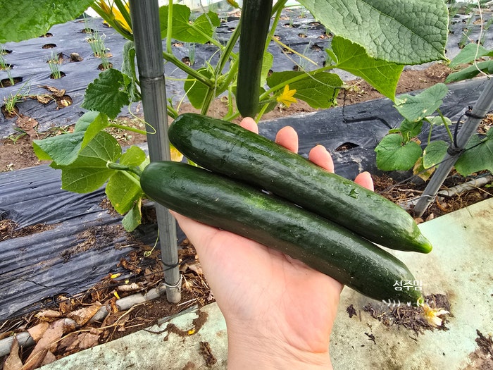 여름 가을 오이키우기, 미인 오이재배, 오이씨 모종심기 순치기 순지르기 후 첫 수확!