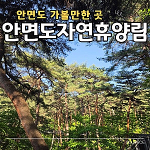 안면도자연휴양림｜입장료·주차·이용시간, 소나무 숲 산책 후기
