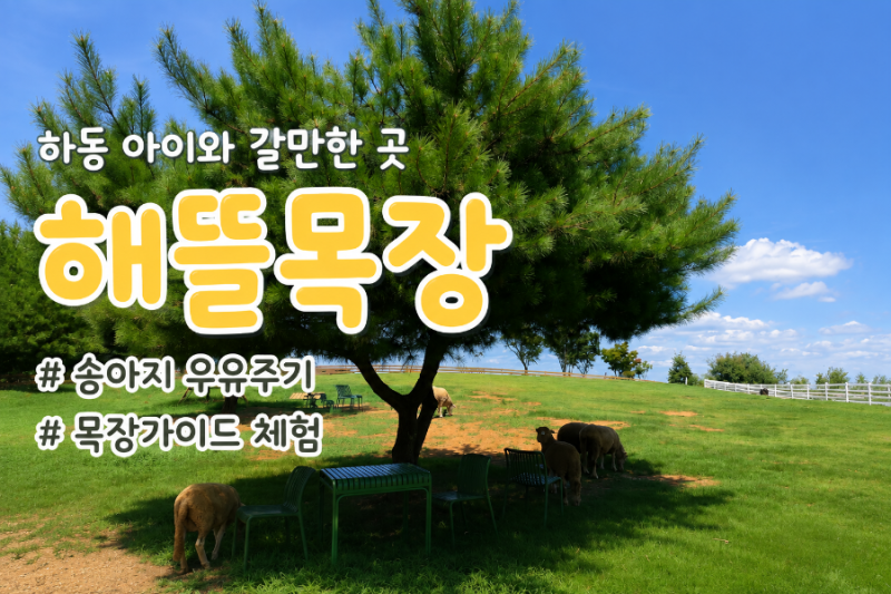 하동 아이와 갈만한 곳 해뜰목장에서 송아지 우유 주기와 목장 가이드
