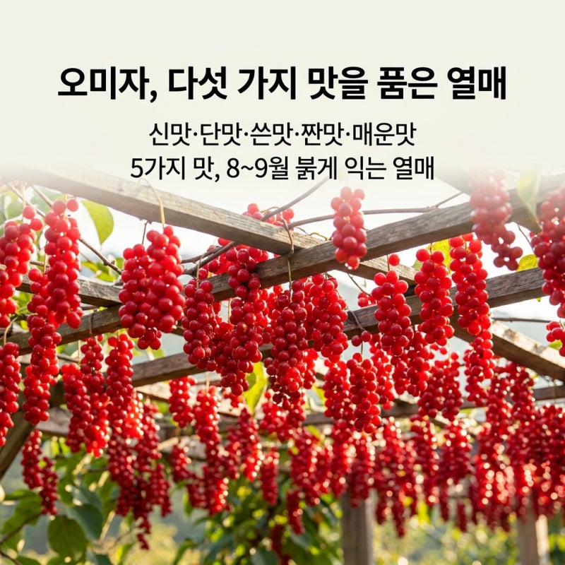 오미자 효소 담그는 방법과 효능, 놓치면 안 되는 수확·구매 시기 가이드