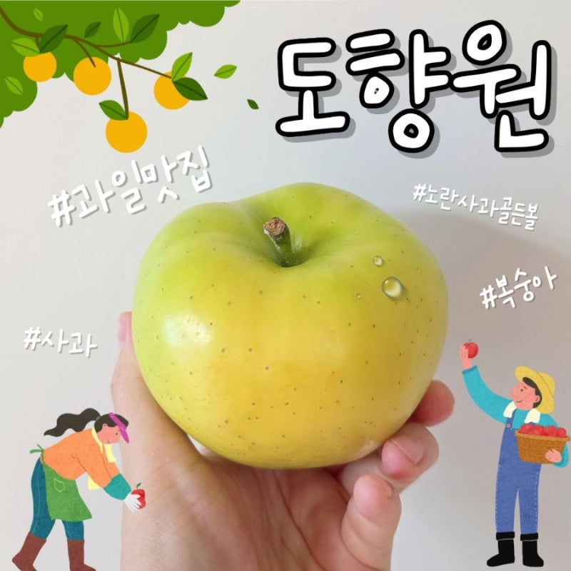 과일이맛있는집 '도향원' 복숭아, 사과 내가먹어보고 추천하는 집, 도향원과일후기
