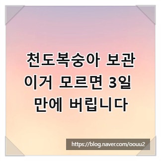 천도복숭아 보관, 이거 모르면 3일 만에 버립니다