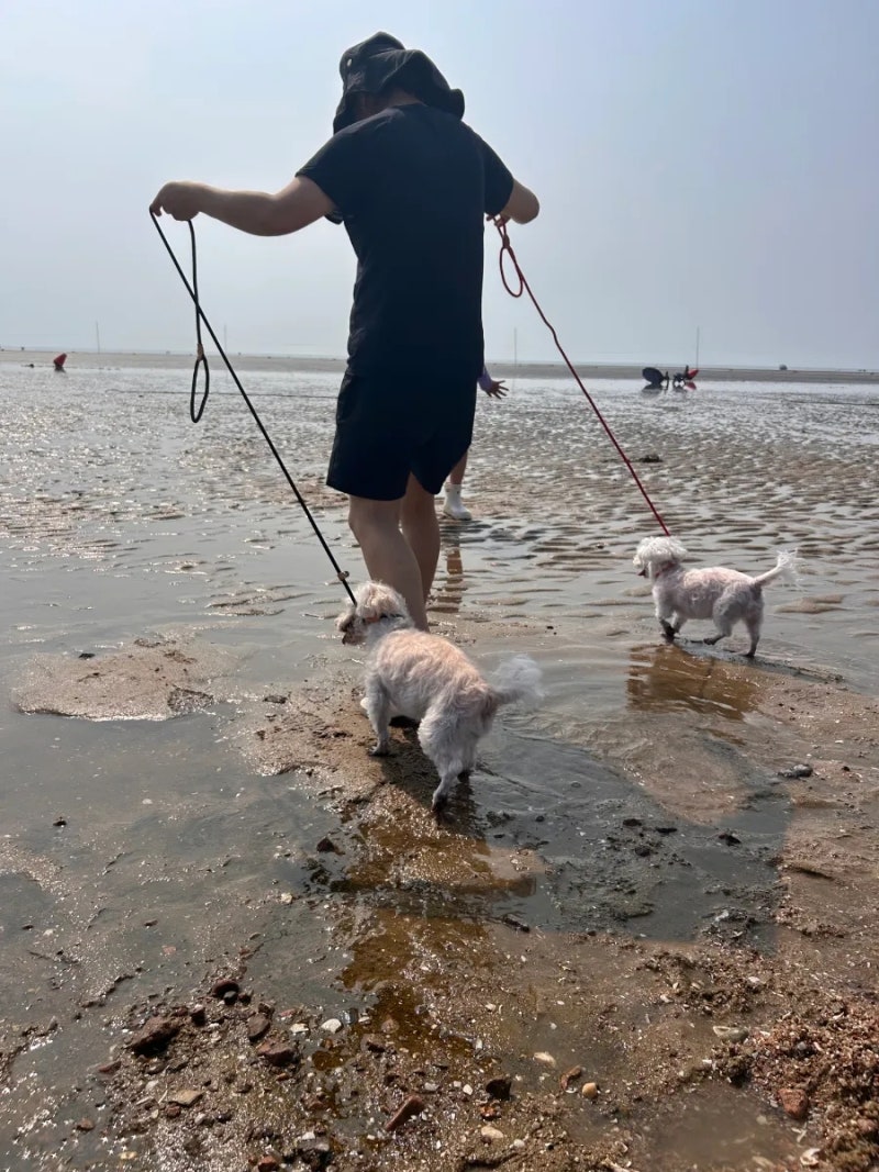 경기도가볼만한곳 | 당일치기 애견동반 바다 하나개 갯벌체험후기!