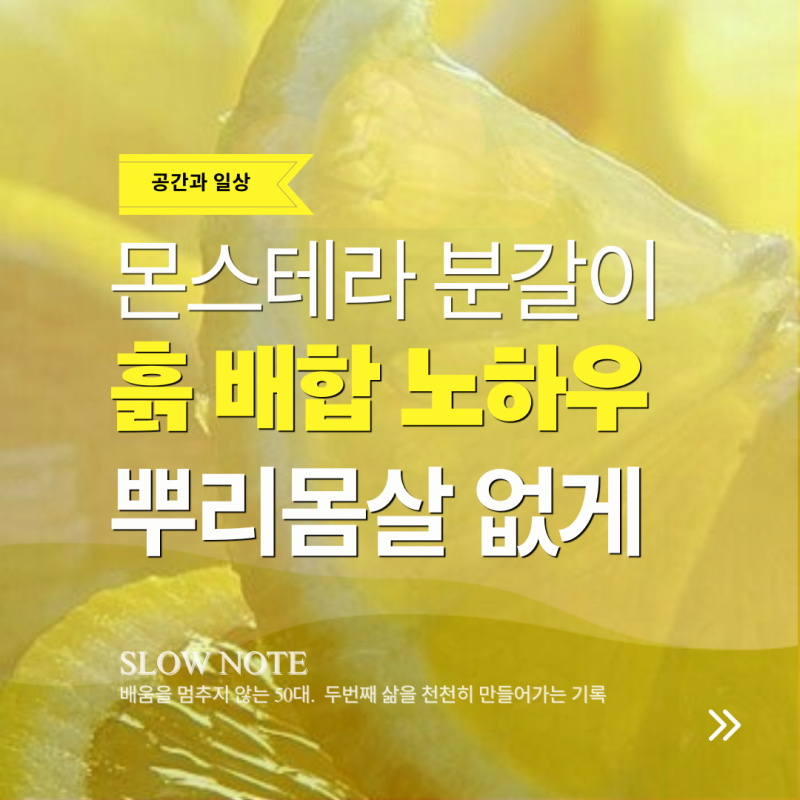 몬스테라 분갈이 방법 : 뿌리 몸살 없이 실패하지 않는 흙 배합 노하우