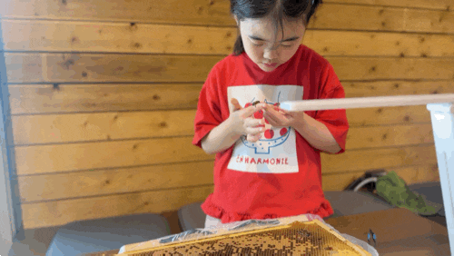 세종 주말 아이랑 가볼만한곳｜세종 두근두근꿀벌농장 꿀벌체험 후기