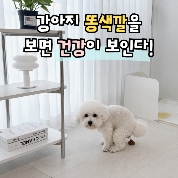 강아지 똥색깔 의미, 노란색똥 초록색똥 검은색똥 피똥