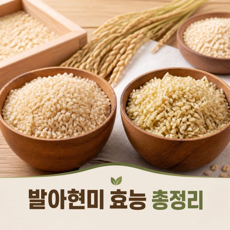 발아현미 효능과 일반현미 차이 총정리