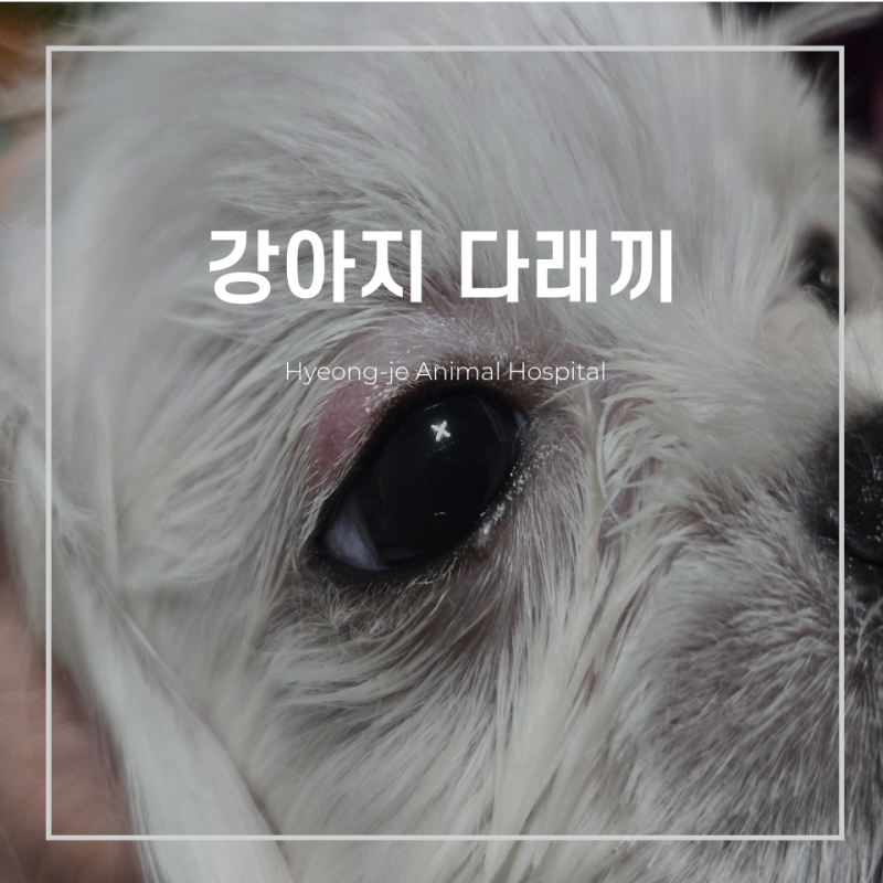 강아지 다래끼, 간식 먹고 눈꺼풀 위아래가 부었다면 꼭 확인하세요. - 형제동물병원-