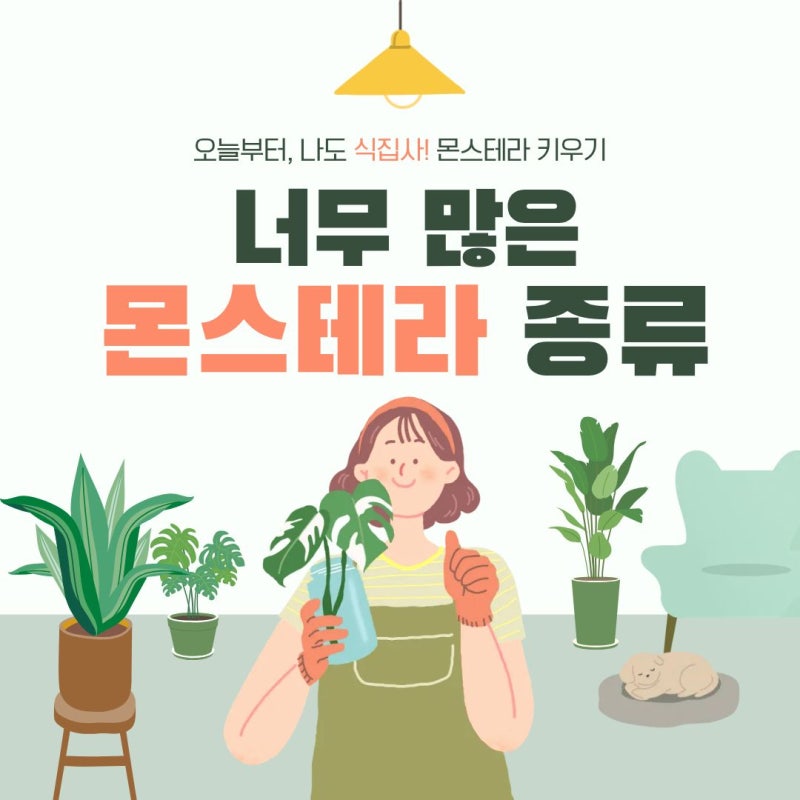 몬스테라 종류 총정리｜델리시오사·알보·아단소니·오블리쿠아·히메 몬스테라 차이