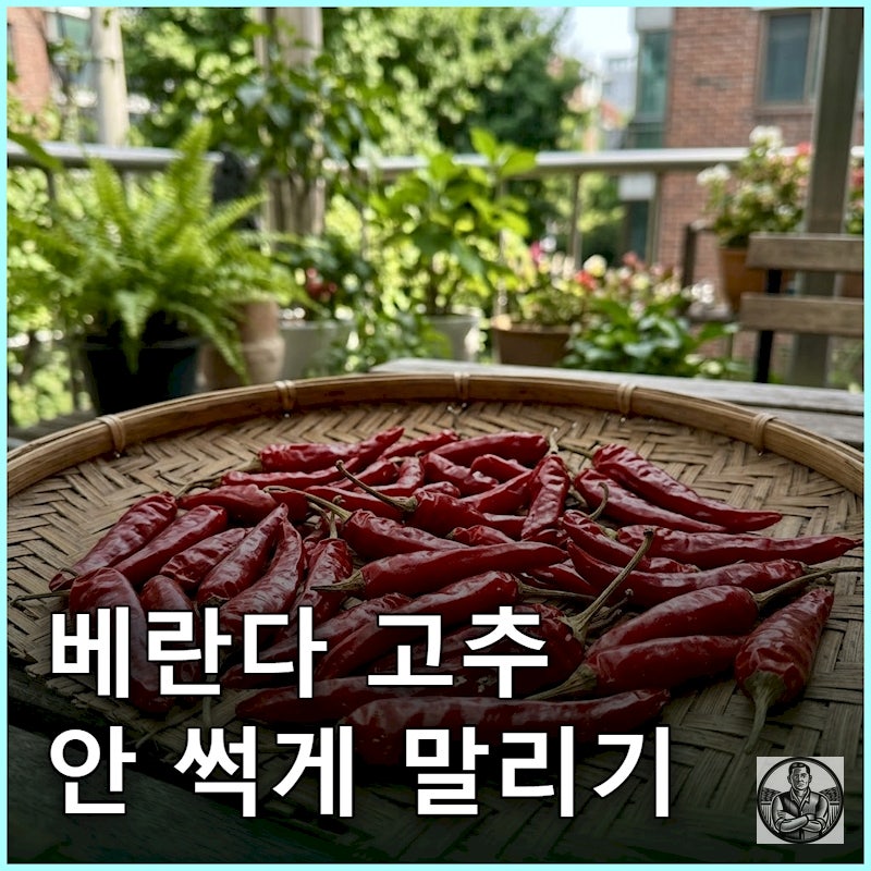 "태양초 욕심내다 곰팡이가?" 베란다 고추 말리기