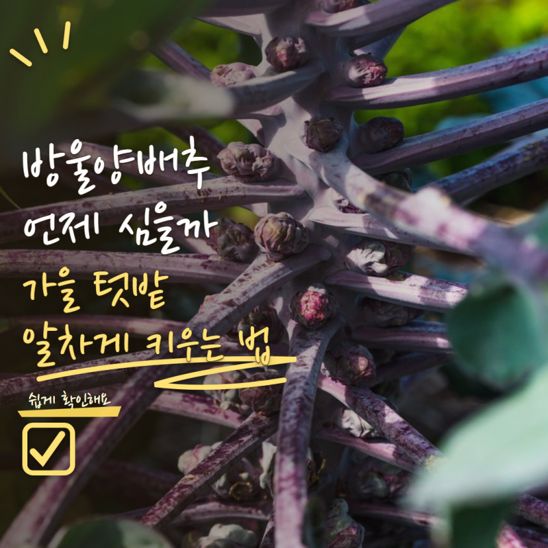 방울양배추 모종 언제 심을까? 가을 텃밭에서 알차게 키우는 방법 5가지