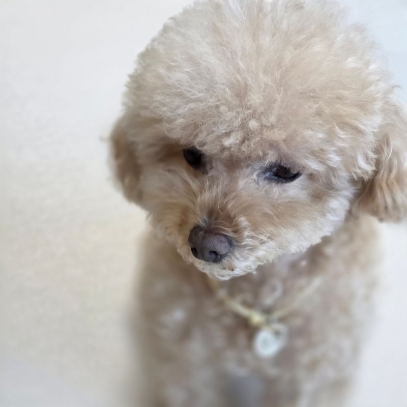 강아지 눈에 콩이? 강아지 눈 다래끼 증상 원인 홈케어 방법