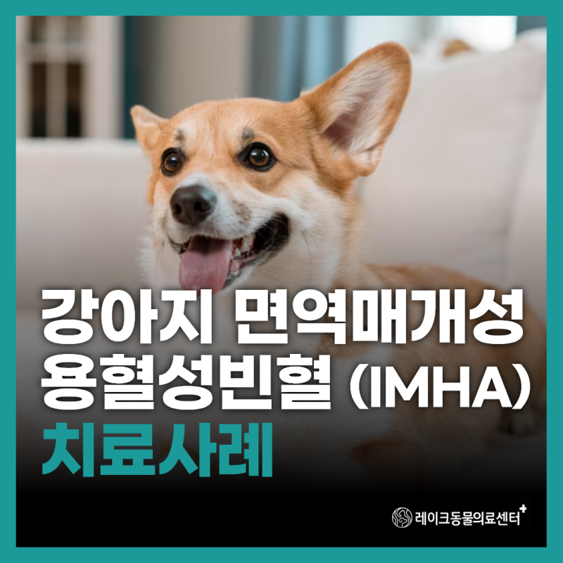 [내과] 강아지 점막이 창백해요, 면역매개용혈성빈혈(IMHA) 치료 케이스