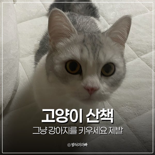 고양이 산책 시킬거면 그냥 강아지를 키우세요 제발
