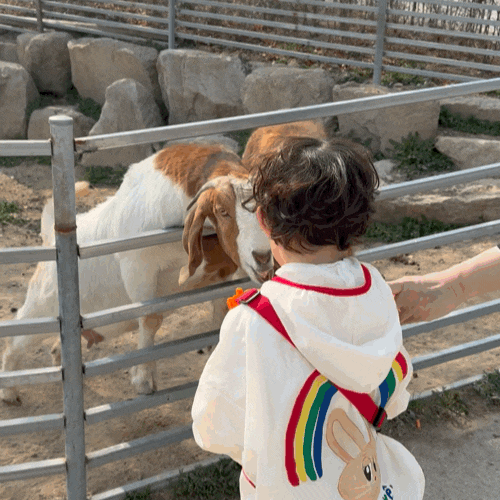 Ulsan Sky Ranch: Animal Feeding Experience at the Sheep Farm (Review by 4 and 6-Year-Old Brothers)