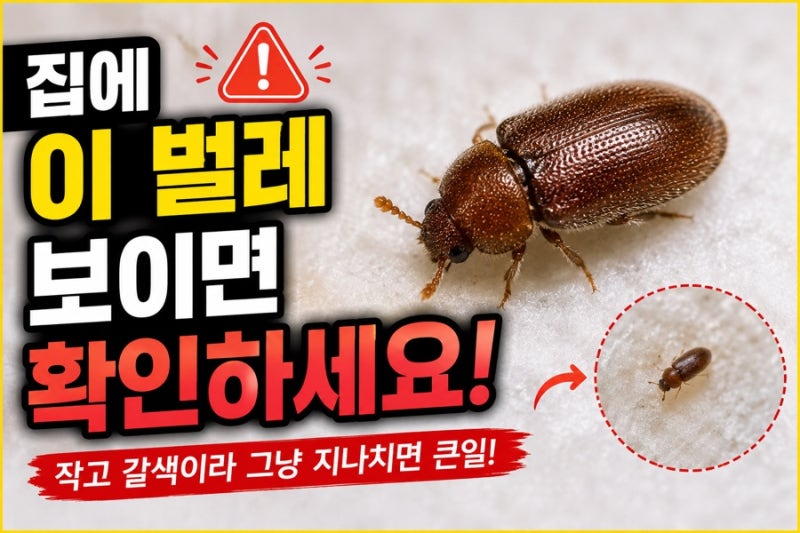 집에 작은 갈색 벌레가 갑자기? 권연벌레 한 마리 보이면 꼭 확인하세요