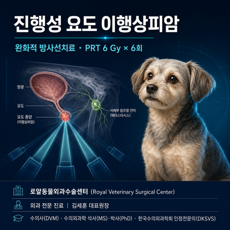[Case Study] 강아지 요도 이행상피암·림프절 전이, 배뇨장애 완화를 위한 방사선치료 36Gy