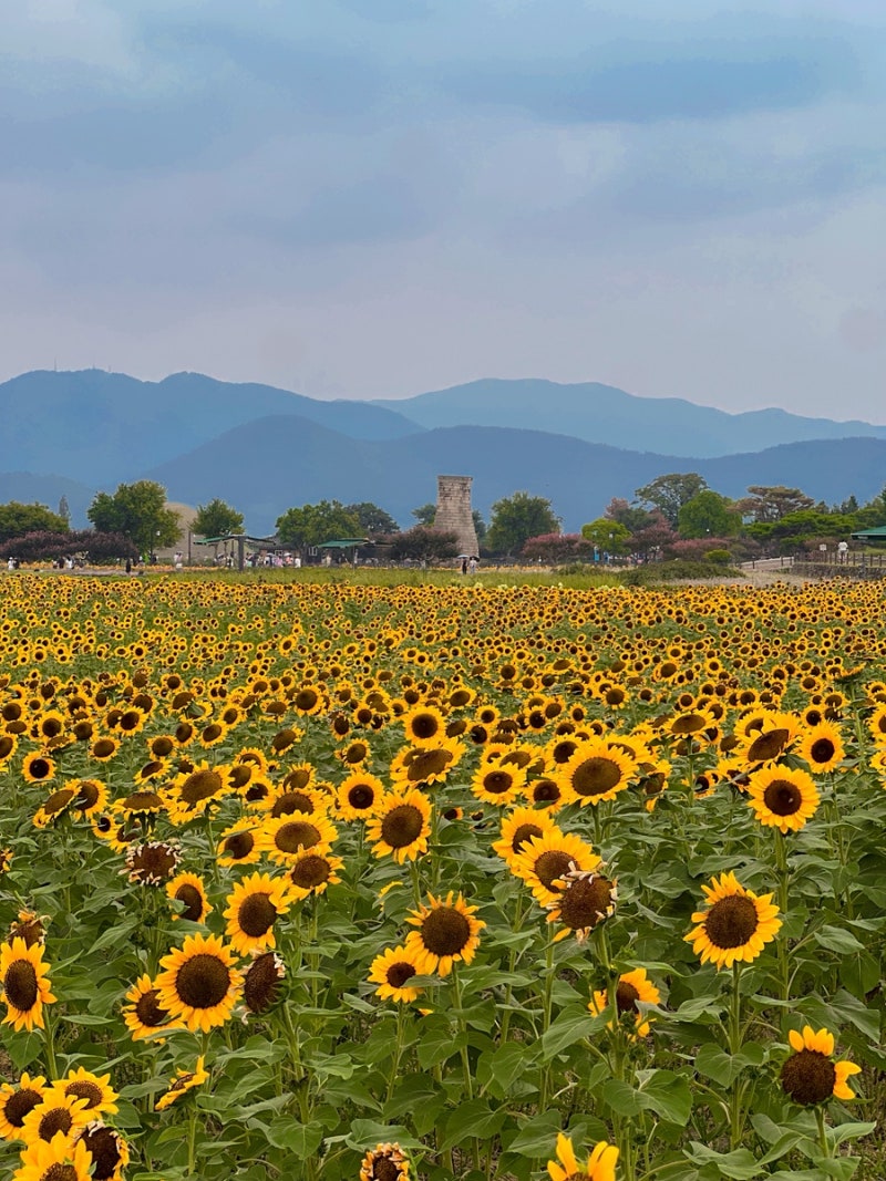 경주 가볼만한곳 8월 꽃구경 명소 첨성대 해바라기밭 백일홍 대릉원 배롱나무 실시간 위치 ....
