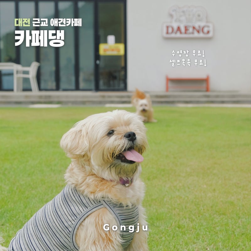 대전 근교 애견카페 추천 수영장부터 목욕까지 무료! 공주 카페댕