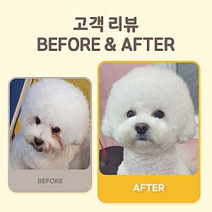 펫또마망 영양제 눈물 자국 관리 직접 써본 솔직 후기