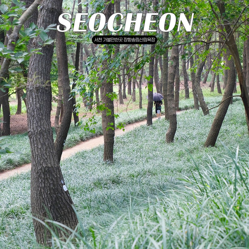 서천 가볼만한곳 장항송림산림욕장 맥문동 명소 장항스카이워크 서천갯벌