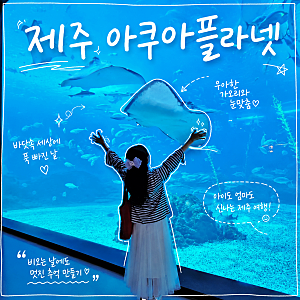 제주 비오는날 제주도 아쿠아플라넷 공연 시간 할인 아쿠아리움 갈만한곳