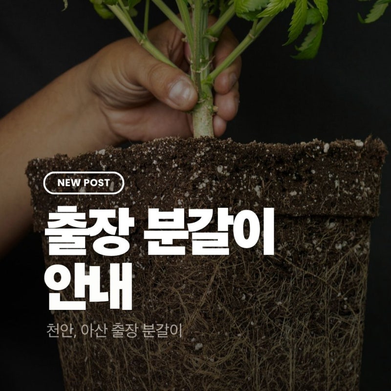 식물분갈이 비용 얼마일까 천안아산 출장분갈이 가격부터 서비스까지 총정리_플라워에코하....