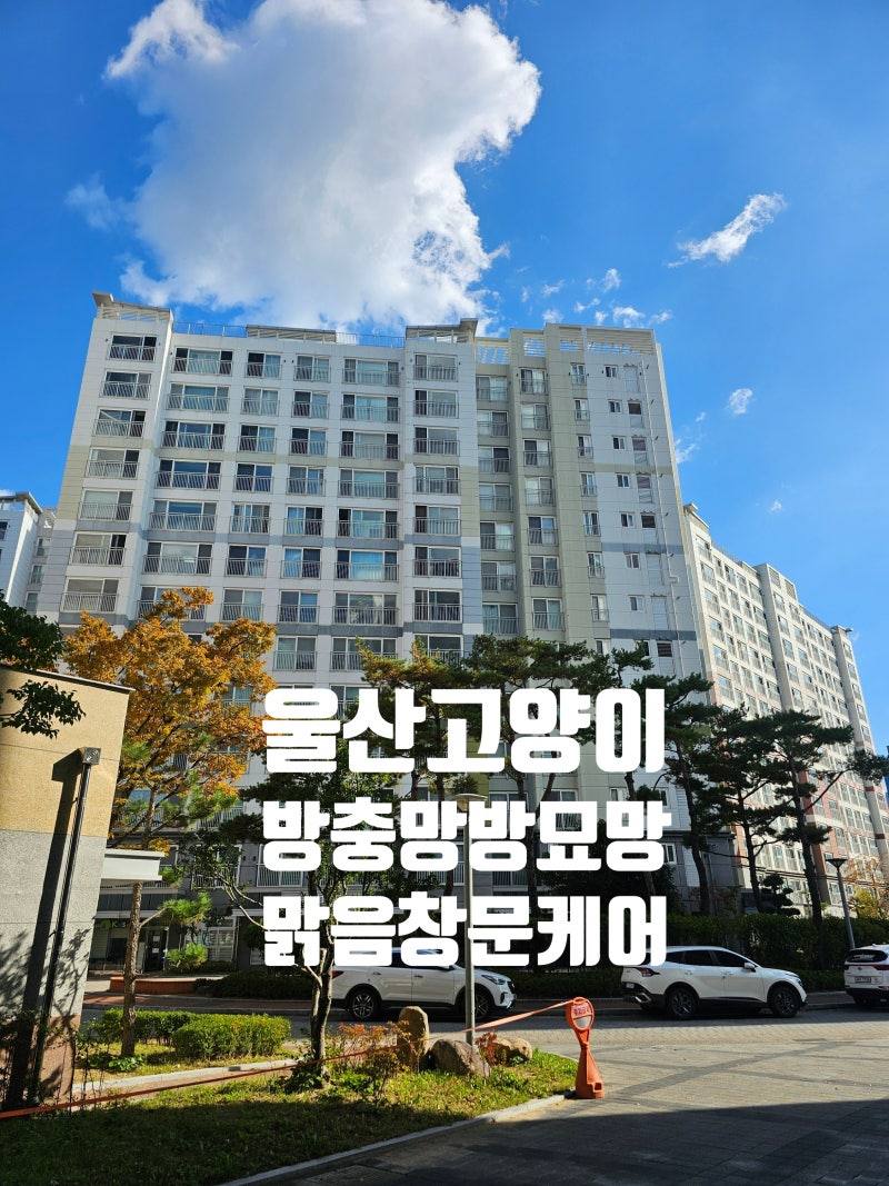 고양이 방충망 블랙스텐을 설치해야 하는 이유와 가격