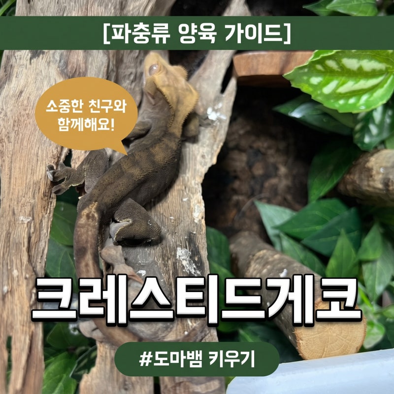 크레스티드게코 도마뱀 키우기 크레 사육 방법 정리