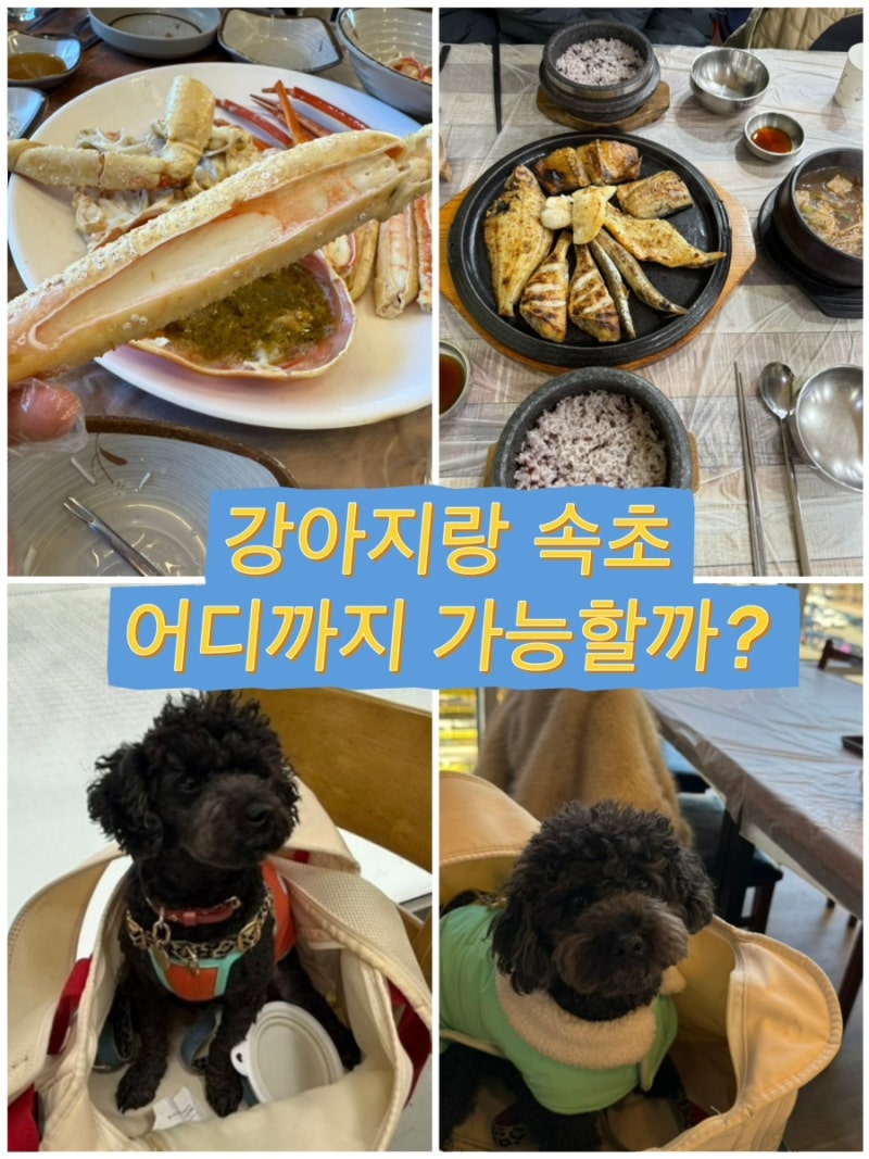속초 애견동반 여행｜강아지랑 어디까지 가능할까? 숙소 맛집 카페 총정리