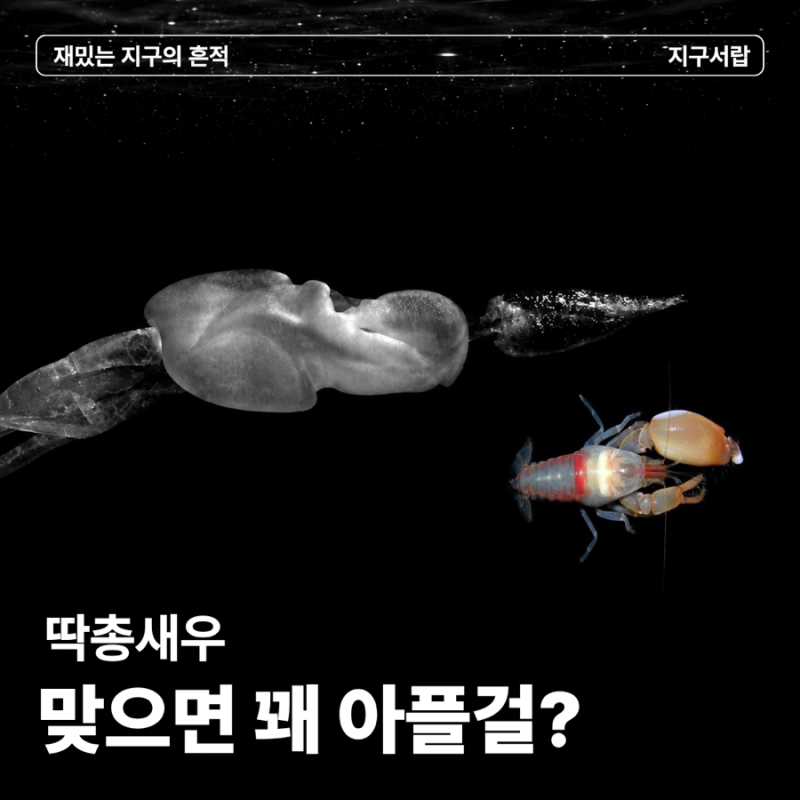 “총알 없이 쏩니다” 물속에서 한 방 날리는 딱총새우