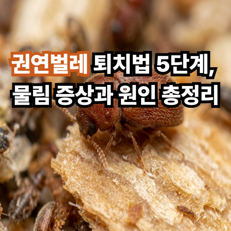 권연벌레 퇴치법 5단계, 물림 증상과 원인 총정리