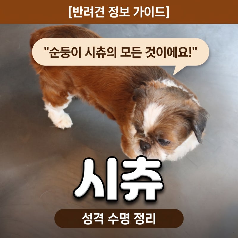 소형견 종류 시츄 성격 수명 강아지 품종 특징