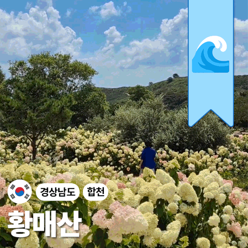새로 생긴 신생 목수국 황매산 아직 안늦었음! "오히려 절정"