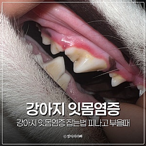 강아지 잇몸염증 잡는법 피나고 부을때