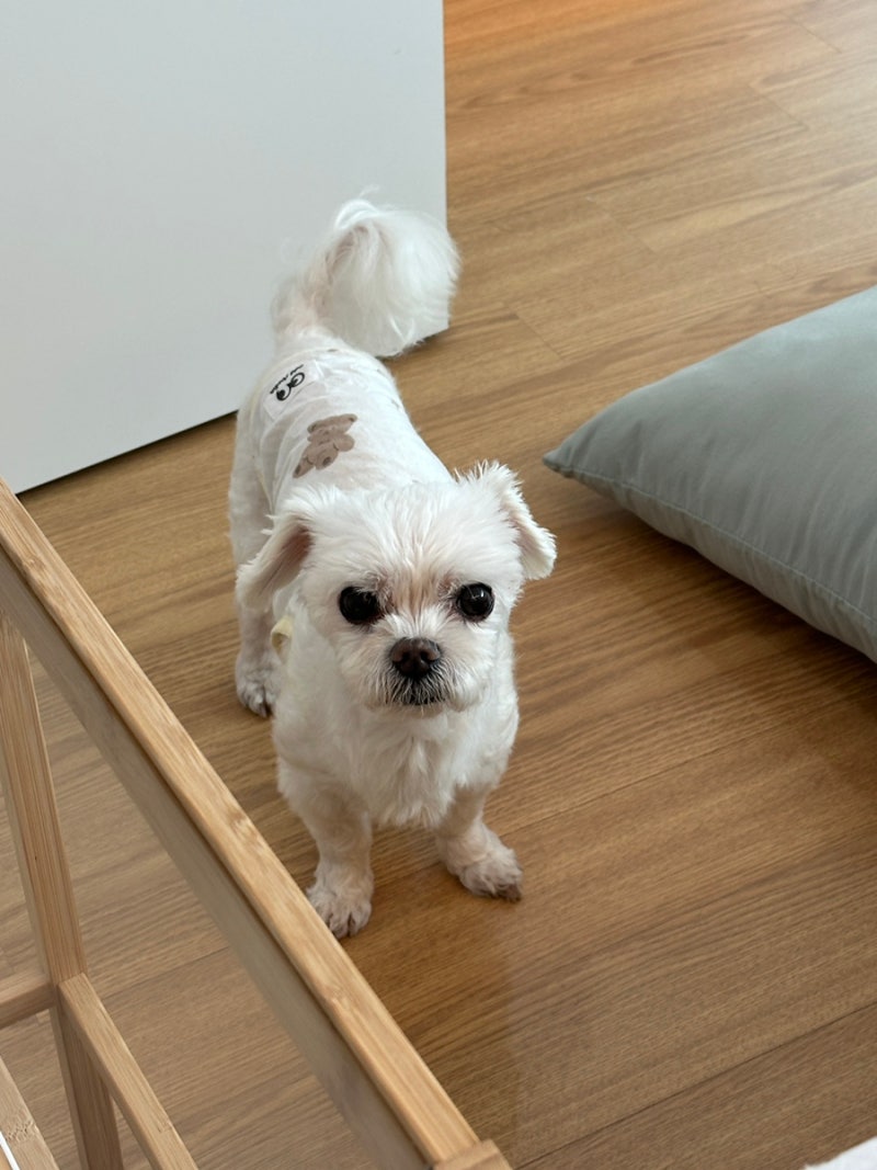 Ganghwado Pet-Friendly 1-Night, 2-Day Itinerary (Accommodation + Restaurant Recommendations)