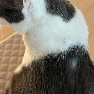 고양이 피부병 증상, 털빠짐 딱지 비듬 생기면 확인해야 할 것