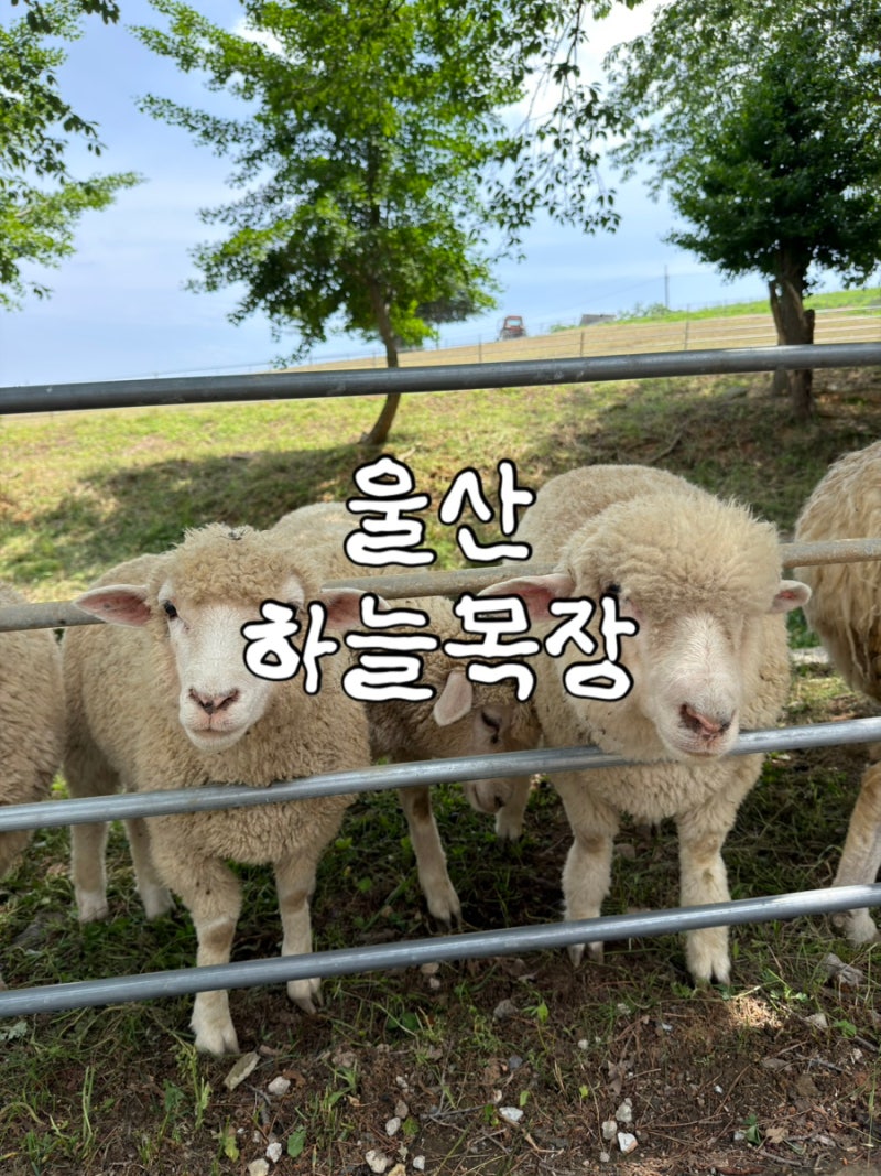 울산 하늘목장 아이와 가볼만한 곳｜동물 먹이주기부터 승마체험·놀이터까지
