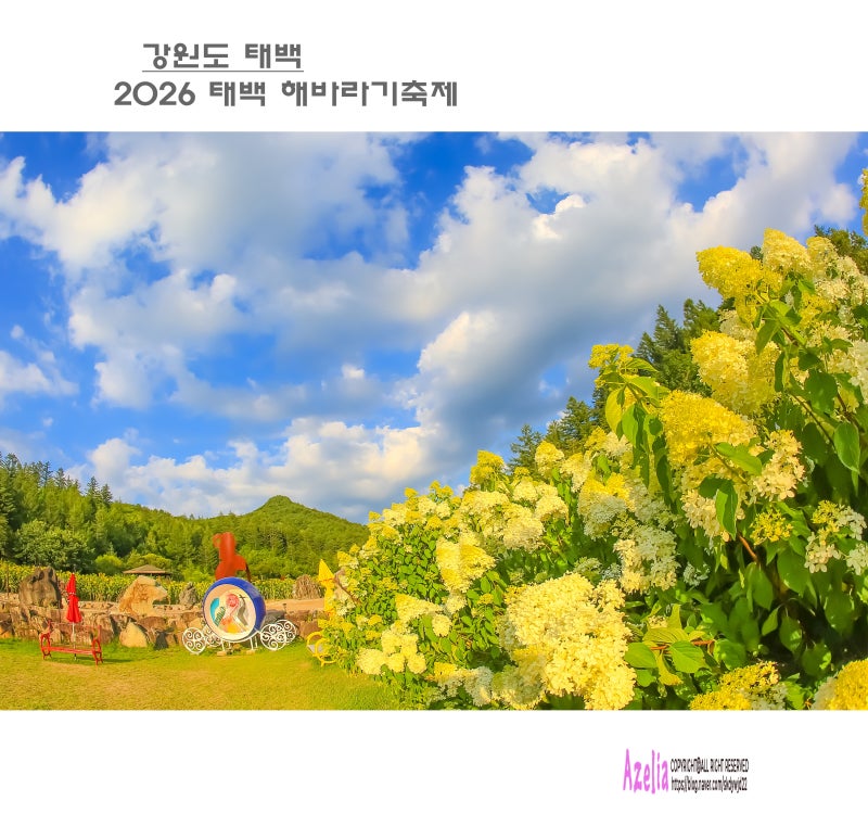 강원도 태백 ::2026 태백 해바라기축제(2부)【26년8월2일】