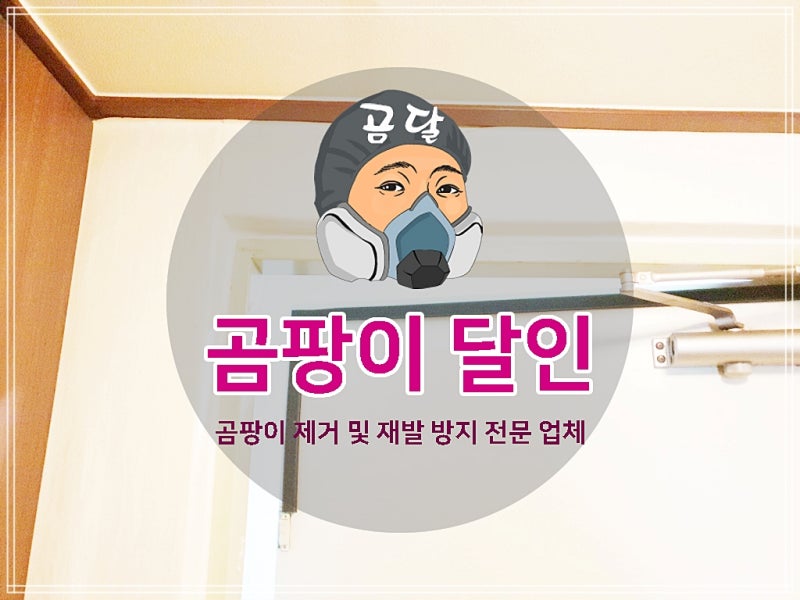 장판 밑 습기로 생긴 단독주택 바닥 곰팡이 제거 재발 방지 시공 사례