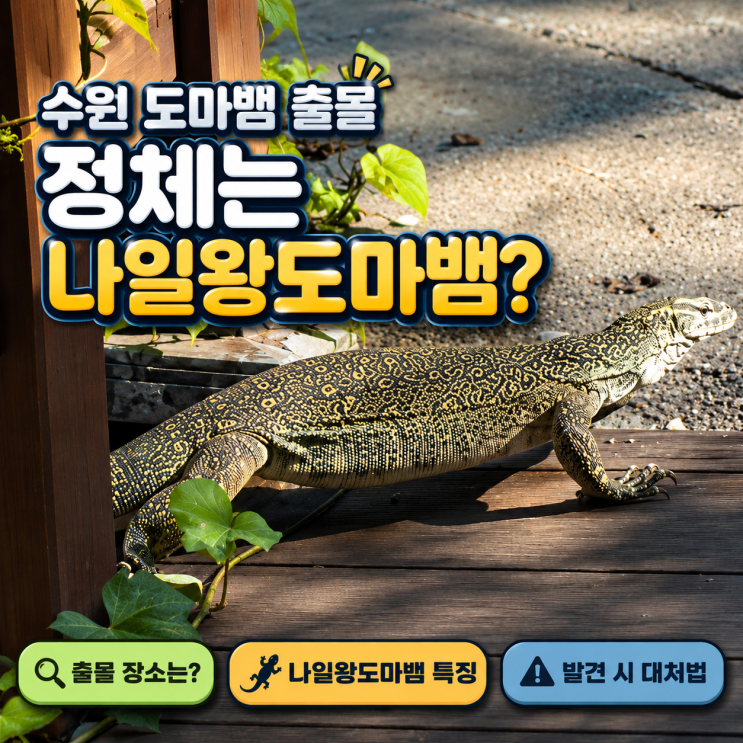 수원 <b>도마뱀</b> 출몰, 정체는 멸종위기 동물 <b>나일왕도마뱀</b>?