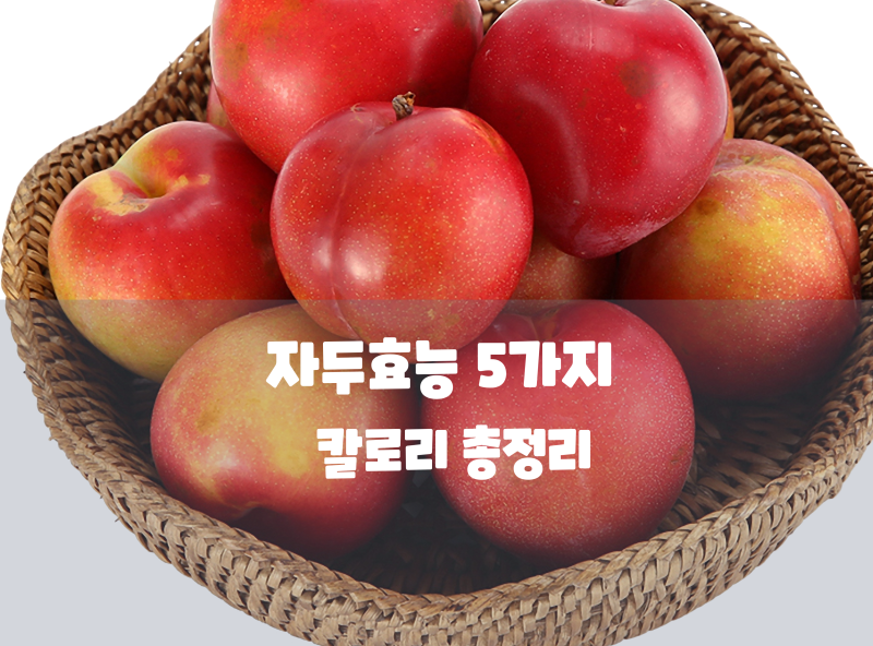 자두효능 5가지 및 칼로리 총정리 제철 과일 보관법까지