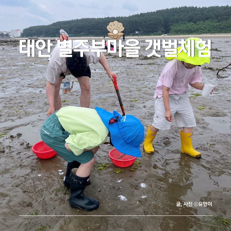 태안여행 별주부마을 갯벌체험 맛조개잡기 금액 주차 아이랑 갈 만했을까?
