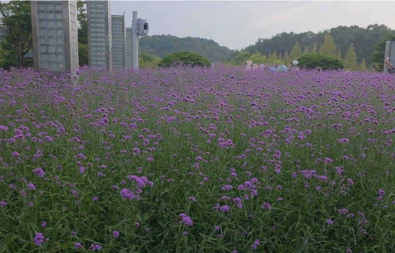 대전 오월드 가볼만한 곳, 플라워랜드 버드랜드와 여름 불꽃쇼까지