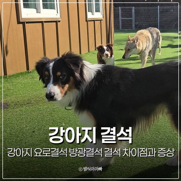 강아지 요로결석 방광결석 결석 차이점과 증상