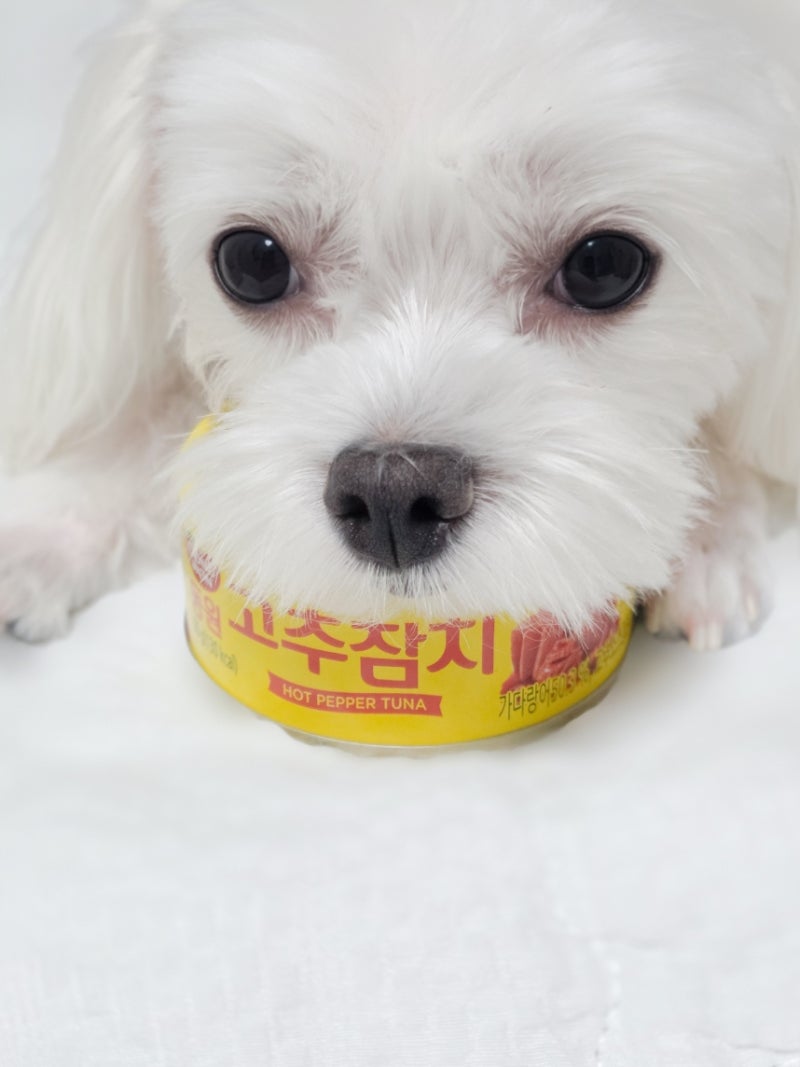 고양이 강아지 참치캔 사람 먹는 것도 괜찮을까?