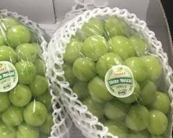 맛있는 샤인머스켓을 고르는 핵심 방법