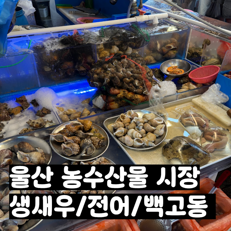 [농수산물 시장] 울산 농수산물 시장 생새우, 전어, 백고동 포장 후기